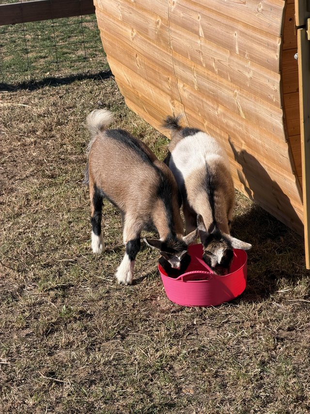 2 Pygmy Nanny Goats available
