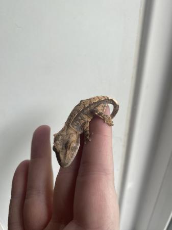 Image 3 of Extreme Harlequin Baby Crested Gecko - High End