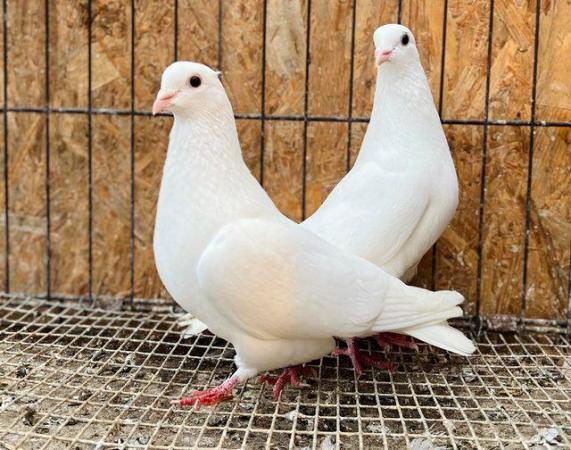Image 3 of Pure white english doves for sale