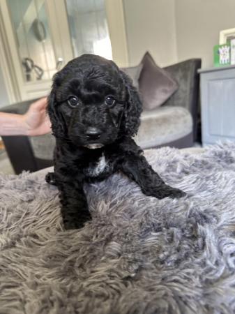 Image 17 of F1B Now only 2 gorgeous cockapoo pups left cockerpoo
