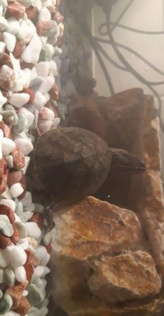 Image 2 of Female musk turtle needs loving home