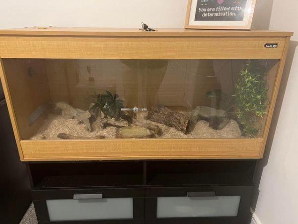 Image 3 of 10 year old corn snake and setup for sale