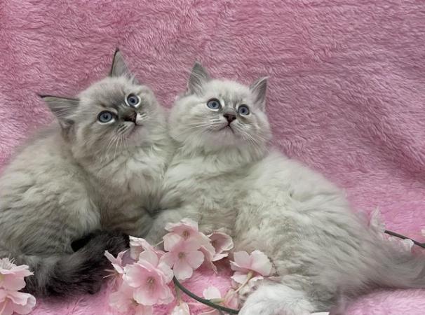 Image 6 of Stunning Ragdollblue / lilac lynx boy one now reserved