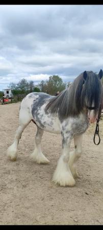 Image 2 of Stallion Traditional cob 14.2hh 12yrs old