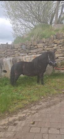 Image 1 of Rising 4 year old shetland colt