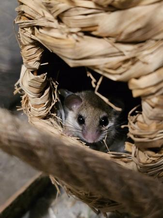 Image 1 of Micro Squirrels (African Pygmy Dormice)