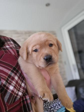Image 16 of KC Registered Labrador puppies