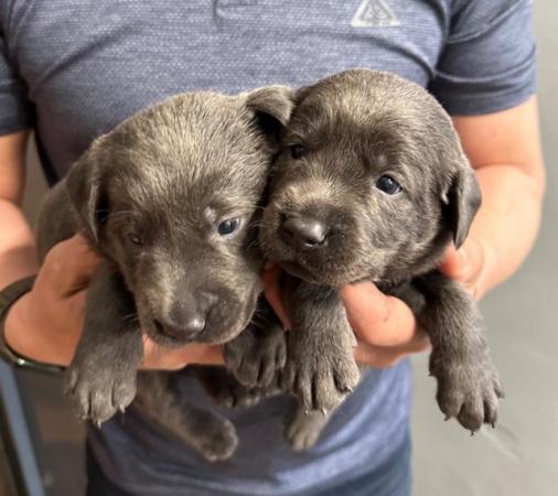 Image 13 of Stunning - Silver & Charcoal Labrador Pups