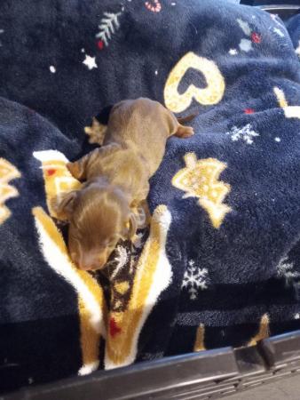 Image 1 of Dachshund puppies for sale chocolate and black with tan avai