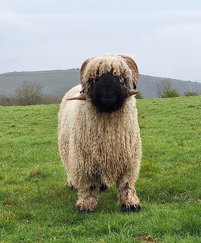 Preview of the first image of Top quality Valais Blacknose ram.
