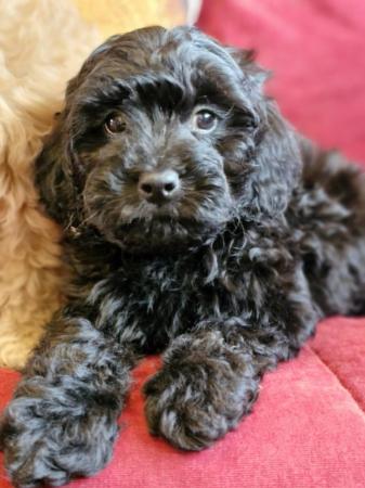 Image 9 of Adorable F1b multicolour cavapoo pups. health tested parents