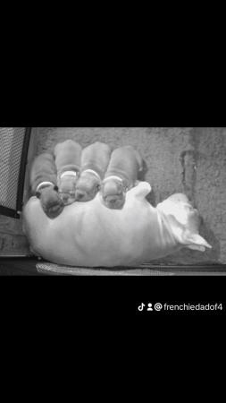 Image 3 of French bulldog puppies 2 girls