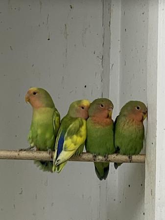 Image 3 of Various birds for sale from finch’s to parrots