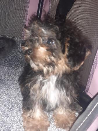 Image 5 of Adorable toy poodle boy left xx
