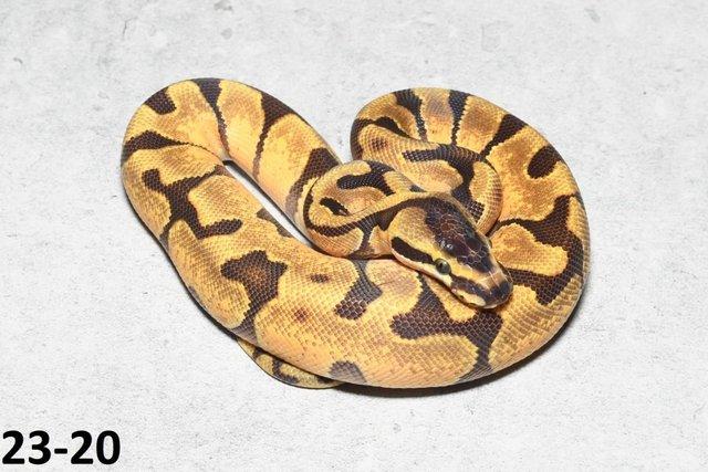Preview of the first image of Various Royal Python hatchlings/adults.
