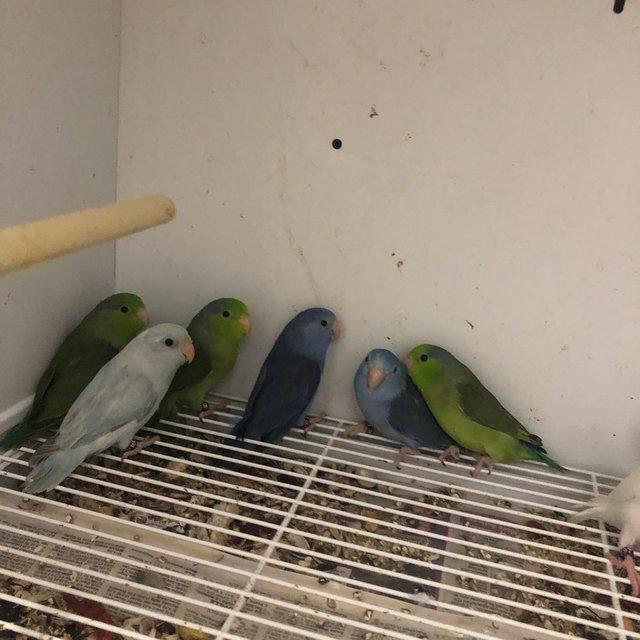 Preview of the first image of Baby celestial parrotlets ready for new homes.