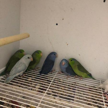 Image 1 of Baby celestial parrotlets ready for new homes