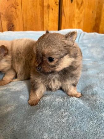 Image 3 of Beautiful Pomeranian x Chihuahua Puppies