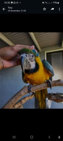 Image 5 of Beautiful Baby blue and gold parrot