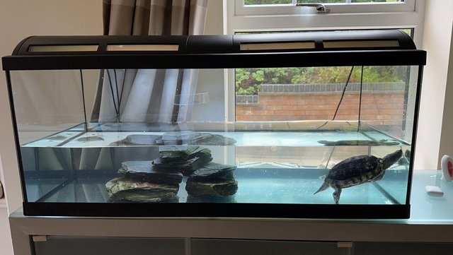 Image 3 of Turtle and tank 180 L complete with rock