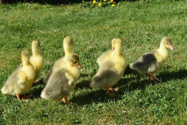 Image 3 of Large Embden goslings for sale