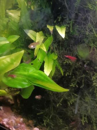 Image 3 of £1 each, Cherry shrimp for tropical fish tank £1 each.