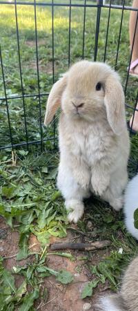 Image 1 of Mini lop baby rabbits **ready now** only 2 girls left