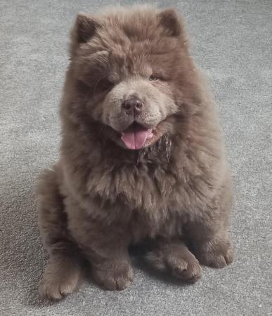 Image 3 of Chow chow male lilac puppy