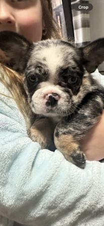 Image 21 of Beautiful French bulldog puppies ready to leave