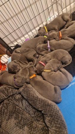 Image 9 of Adorable KC Blue Great Dane puppies READY NOW!!