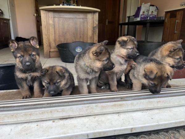 Image 8 of KC registered German Shepherd puppies