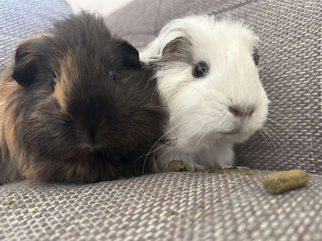 Preview of the first image of 2 baby Guinea pig boys bonded.
