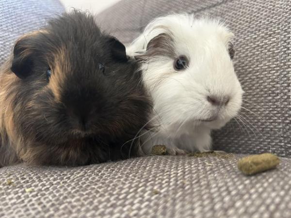 Image 1 of 2 baby Guinea pig boys bonded