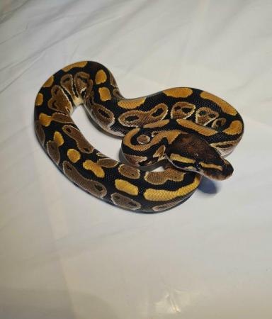 Image 4 of YellowBelly Ball Python - Male CB23