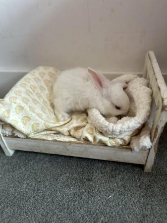 Image 5 of Giant French flop bunnies