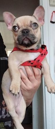Image 3 of french bulldog beautiful cute girl 4 months