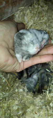 Image 2 of Baby rabbits for sale... Mini lop & Netherland dwarf ready n