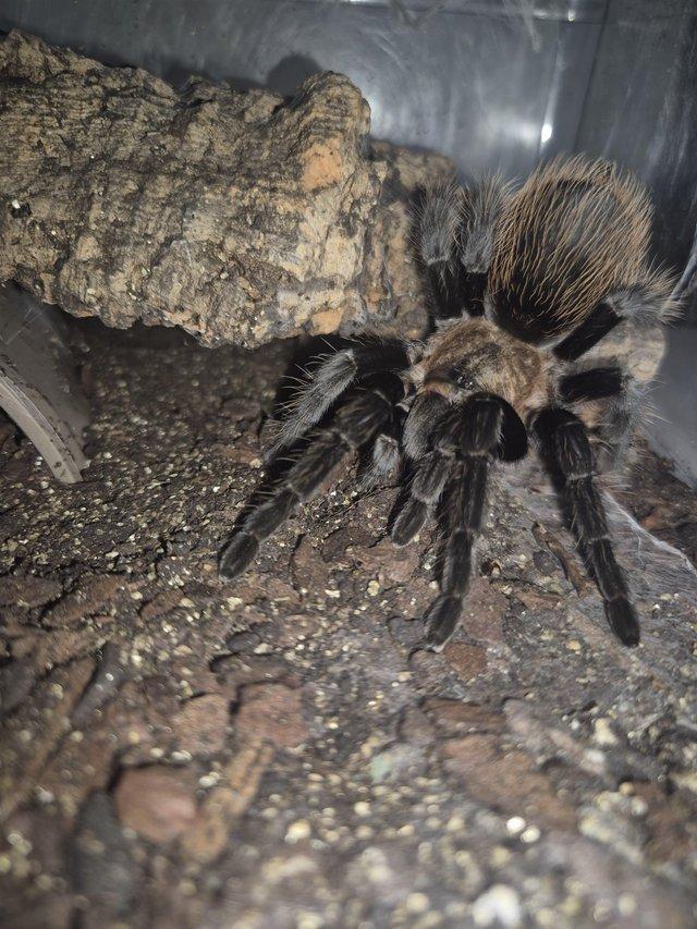 Mexican rose gray tarantula