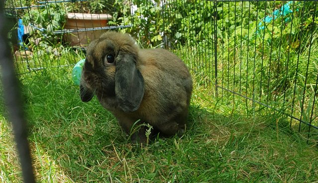 Preview of the first image of MANGO Spayed 2 year old dwarf lop Vac RHD2.