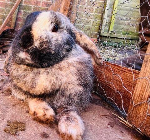 Image 4 of 2year old rabbit for sale needs home asap
