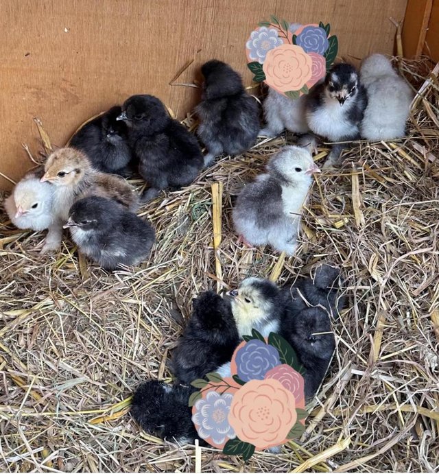 Preview of the first image of Frizzle/Smooth Pekin chicks.