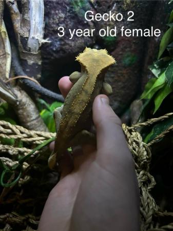 Image 10 of Various aged Crested geckos