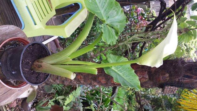 Image 4 of Stunningly Beautiful, Arum, Peace or Nile Lily