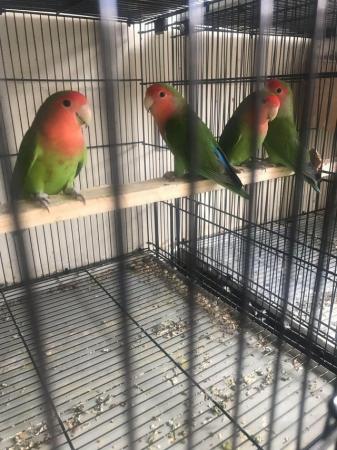 Image 2 of 3 young peach face green and red colour love birds