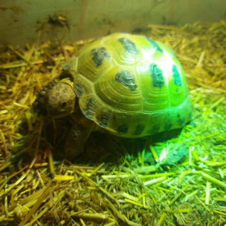 Image 3 of 3-5 year old Horsefield Tortoises