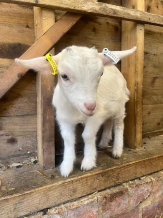 Image 3 of Very Friendly Goat Kids for Sale