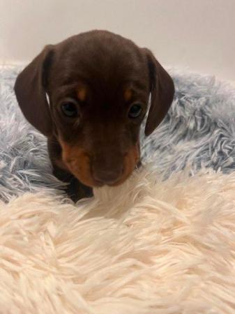 Image 6 of KC Smooth Haired Miniature Dachshund Puppies