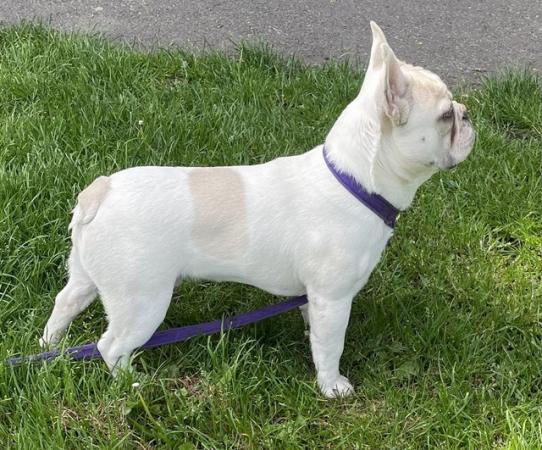 Image 1 of KC REGISTERED TRUE TO TYPE FRENCH BULLDOG PUPPY BOY