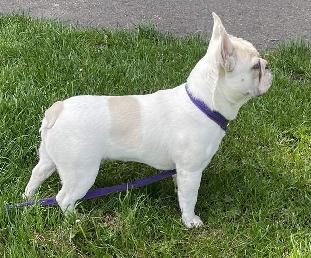 Preview of the first image of KC REGISTERED TRUE TO TYPE FRENCH BULLDOG PUPPY BOY.
