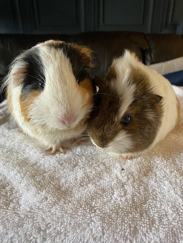 Preview of the first image of Lovely female guinea pigs looking for a forever home.